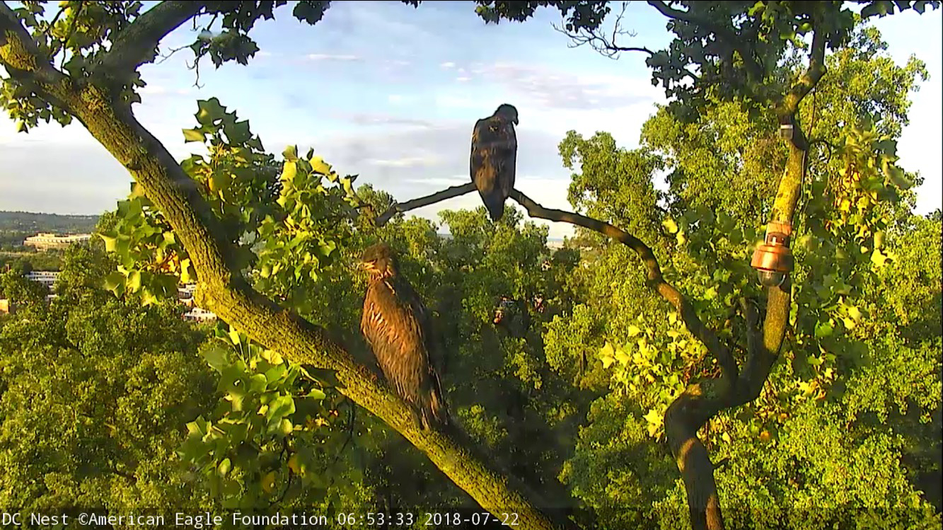 On a beautiful day in July, Victory & Valor (forefront, lower) survey their world.