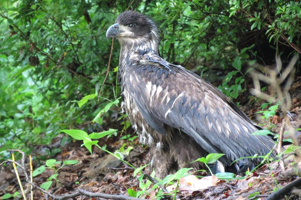 Valor was found waterlogged on the ground July26