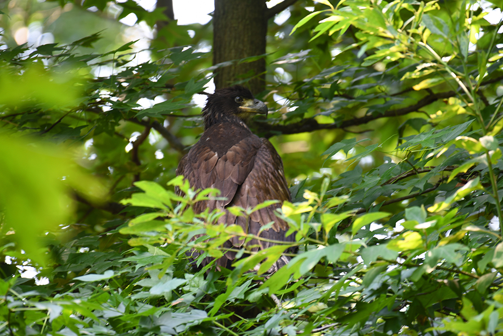 Valor was spotted in a nearby tree on July 26. Photo by Dan Rauch.