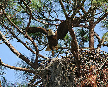 AEF Launches New Eagle Cam at Welaka National Fish Hatchery