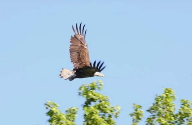 First eagle in 100 years!