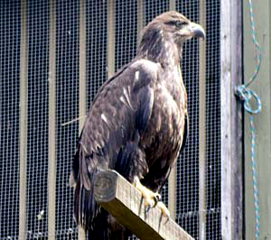 Pair of American Eagles Released into the Wild